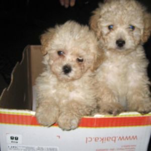 Meet your Posher, Rosa